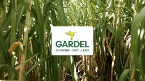 Une enseigne blanche avec un oiseau jaune et le texte "GARDEL SUCRERIE - DISTILLERIE" se dresse parmi de grands plants de canne à sucre verts, offrant un Témoignage Gardel de tradition et de qualité.